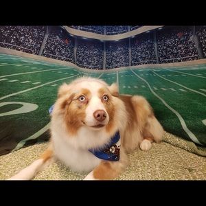 Meet your Posher, Reagan